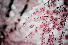 Snow On Japanese Cherry Blossom